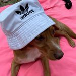 sally the dog - @sally_is_the_best_2020 - Instagram