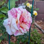 Sally Beyer - @sallybeyer8 - Instagram