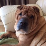 Sally Bone - @humphreyhenrietta - Instagram
