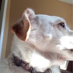 Sally Bonner - @sallycutedog - Instagram
