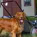 Sally Boucher - Facebook