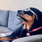 Sally Boucher Livingston - @sally__the_rottie - Instagram