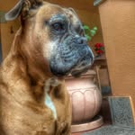 Sally | Boxer World - @sally.boxer - Instagram