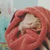 Sally_brandon  - @sally_brandon - TikTok
