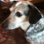 Sally  Dog Brogan - @salgaldog956 - Instagram