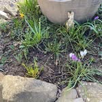 Sally Brookes - @sally.brookes.77 - Instagram