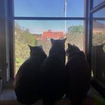 Selma, Sally & Bruno - @selmaandsally - Instagram