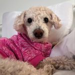 Sally - @sallybunchesofoats - Instagram