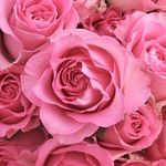 Sally Burdick - @sally.burdick.54 - Instagram