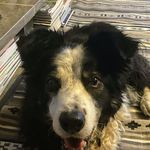 Sally Burt - @sallyburt.purbeck - Instagram