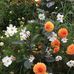 Sally Calvert - Facebook