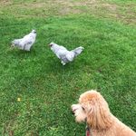 Sally Cameron - @sallycameron - Instagram