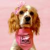 Sally Cocker 🐶🎀 - @sallycocker - TikTok