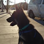 Ｓａｌｌｙ Ｍａｅ Ｃｕｅｖａｓ - @sally_the_puppers - Instagram