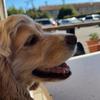 Curry the Cocker - @curry_sallysocks - TikTok