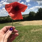 Sally D'Alessandro - Facebook