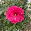 sallydalton38 - @sallydalton38 - TikTok