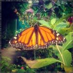 Sally Damron - @sachikohaslettvom - Instagram