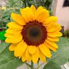 sallydeed6 - @sally.deed - TikTok