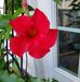 Sally Darmstadt Dillon - Facebook