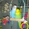 sallydoda - @sallydoda - TikTok