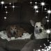 Sally Dodd - Facebook