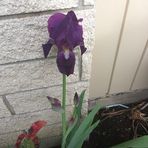 Sally Downing - Facebook