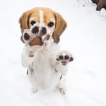 🌼 Sally 🌼 - @sally_the.beagle - Instagram
