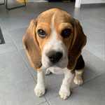 Sally - @lifewithsally.beagle - Instagram
