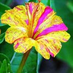 Sally Ellison - @sall.yellison47 - Instagram
