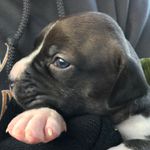 Sally_Ely - @puppysocute11 - Instagram