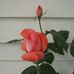Sally Humiston Eubanks - Facebook
