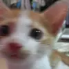 sally - @sallyfairyy - TikTok