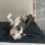 Sally c'est quoi ce chien ! - @sallyfifille - Instagram