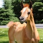 @sally_the_filly - Instagram