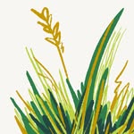 Sally Foreman - @seedsales.com.au - Instagram
