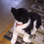 Sally Forman - @hockey5432.1 - Instagram