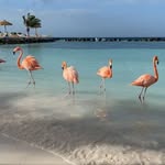 Sally Gerhardt - @oldflamingle - Instagram