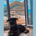 I’m Sally. 🎀 - @sally_germanshepherd_ - Instagram