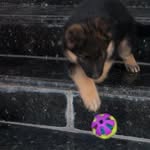 Saljan_ German Shepherd - @sallygermanshepherd - Instagram