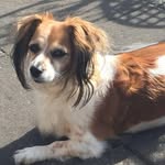 Sally Dog - @sally_german_dog - Instagram