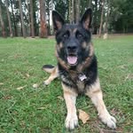 Sally_german_shepherd - @sally.the.german.shepherd - Instagram