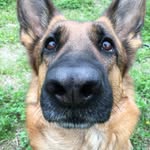 Sally - @sally_germanshepherd - Instagram