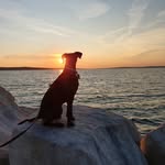Sally von der Schilli Ranch - @sally_germanpinscher - Instagram