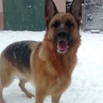 @sallygermanshepherd2006 - Instagram