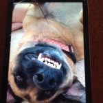 Sallie Glaser - @sallie_the_pupp - Instagram