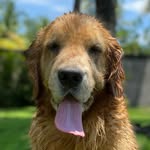 Sally - @sallygoldencr - Instagram