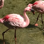 Sally Goldsmith - @fancy.pink.feathers - Instagram