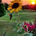 Sally Gore - Facebook