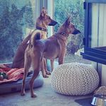 Sally & Grace dog life🐾 - @sally_grace_rescuedogs - Instagram